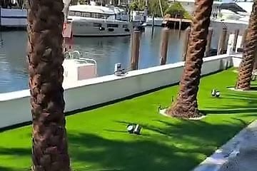 El mismo borde con grama artificial verde recortada alrededor de cada palmera.